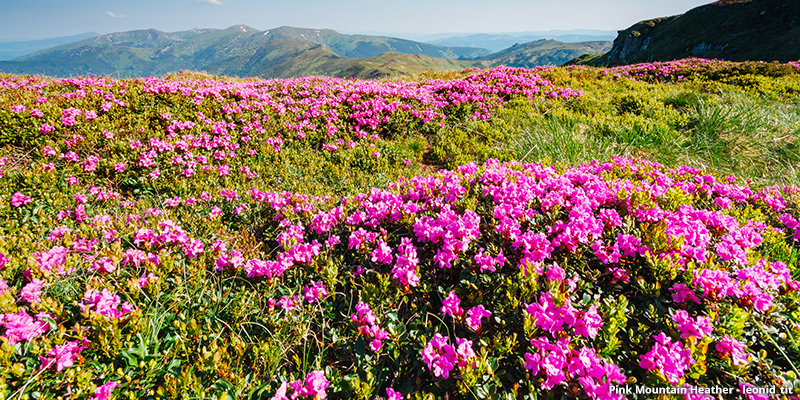 A Guide to Colorado's Spectacular Wildflower Season - 5280