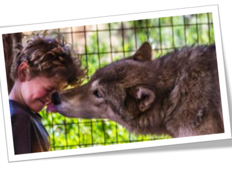 HAVE YOU EVER BEEN KISSED BY A WOLF? | Colorado Info