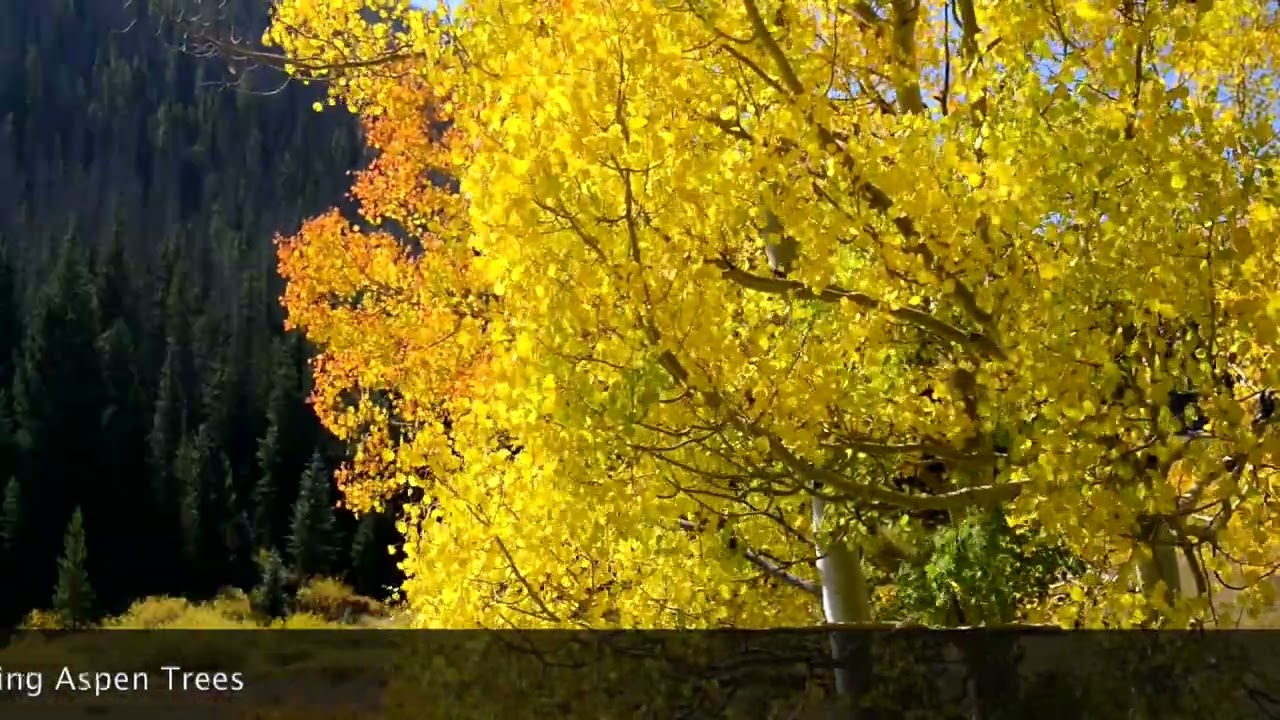 YouTube video player