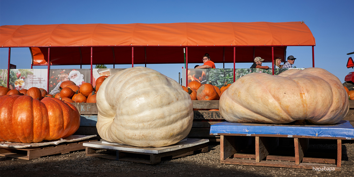 pumpkin patch weight-off competition