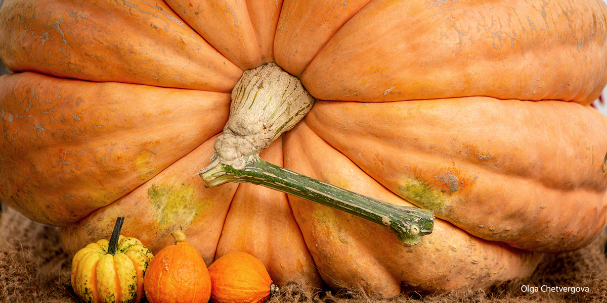 pumpkin patch giant pumpkin weigh-off