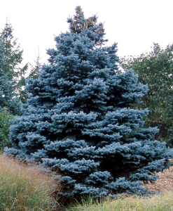 spiritual meaning colorado blue spruce